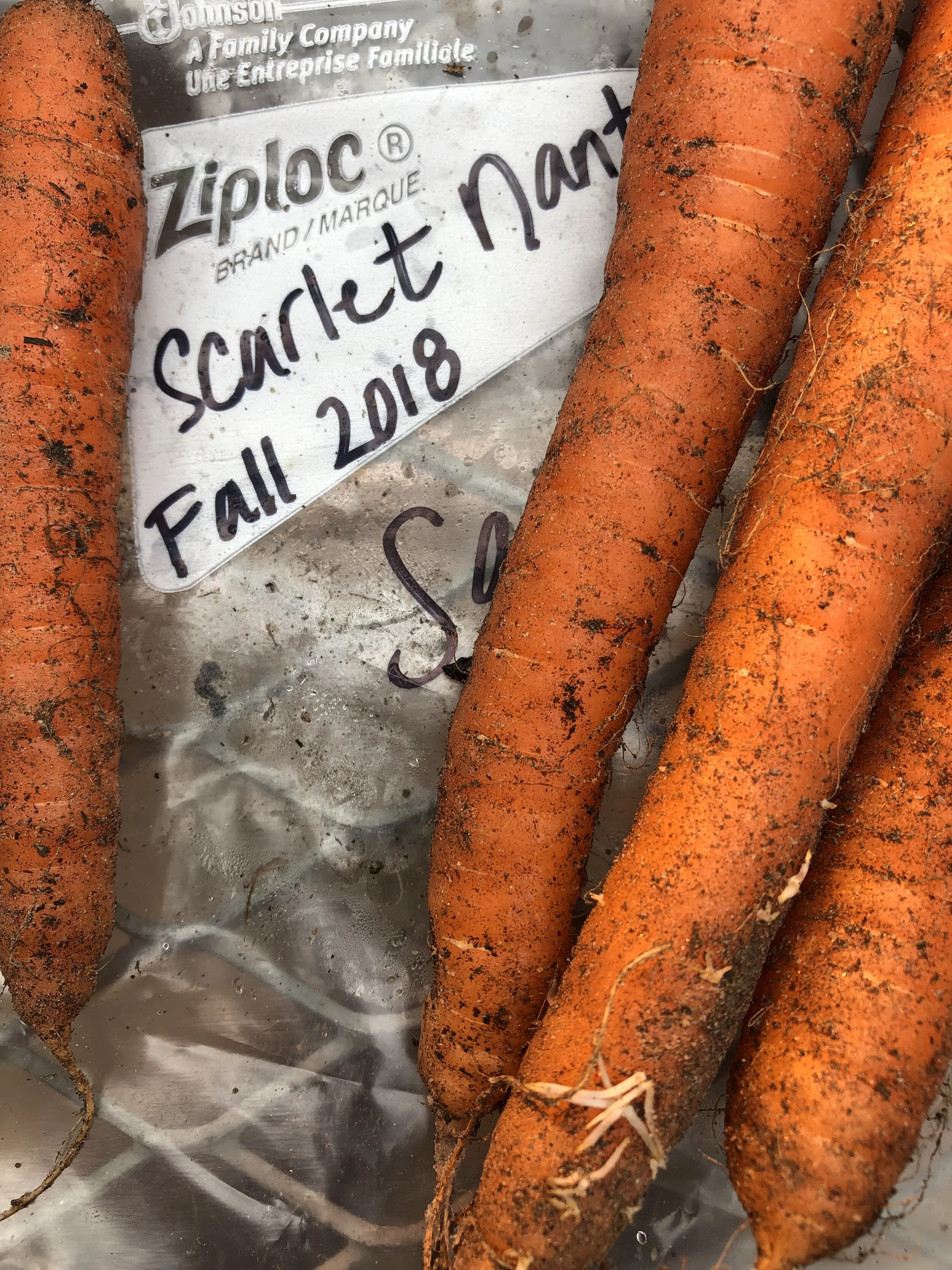 Carrot Seed Saving — Archaic Joy